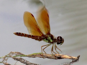 Eastern Amberwing male - Perithemis tenera